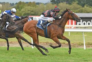 Volpe Veloce Remains Unbeaten in Eulogy Stakes. Photo: Race Images, Palmerston North.